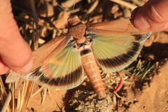 Tuarega insignis