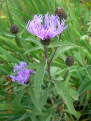 Centaurea phrygia abbreviata
