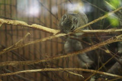 Pteromys volans orii