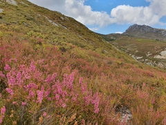 Erica lateralis