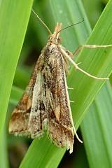 Diasemia