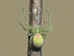 Heriaeus oblongus