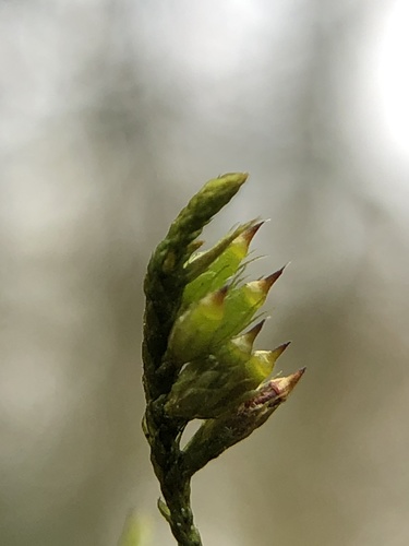 Lateral Cryphaea
