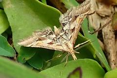 Diasemia