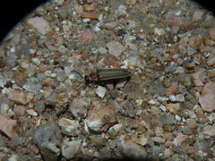 Photinus signaticollis