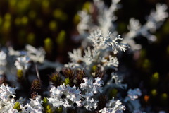 Cladonia leporina