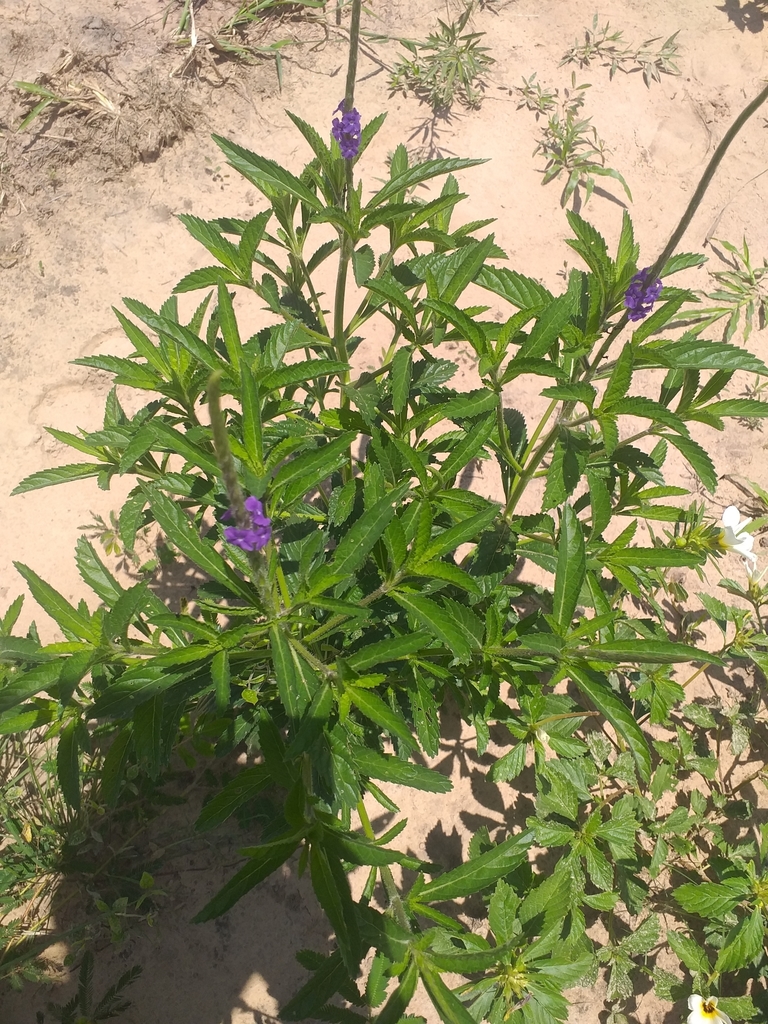 Stachytarpheta lythrophylla