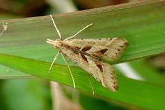 Diasemia