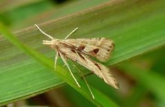 Diasemia