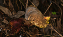 Xerocomellus redeuilhii