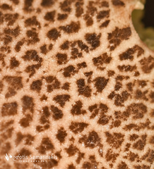 Xerocomellus redeuilhii