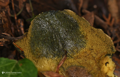 Xerocomellus redeuilhii