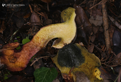 Xerocomellus redeuilhii