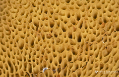 Xerocomellus redeuilhii