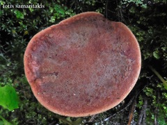Rheubarbariboletus persicolor