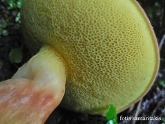 Rheubarbariboletus persicolor