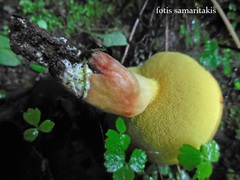 Rheubarbariboletus persicolor