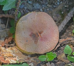 Rheubarbariboletus persicolor
