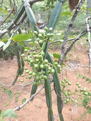 Cissus quadrangularis