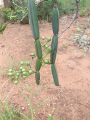 Cissus quadrangularis