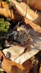 Xylaria carpophila