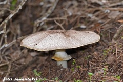Agaricus phaeolepidotus
