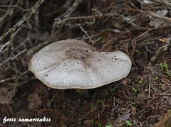 Agaricus phaeolepidotus