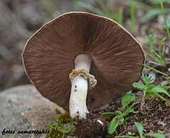Agaricus phaeolepidotus