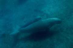Dugong dugon