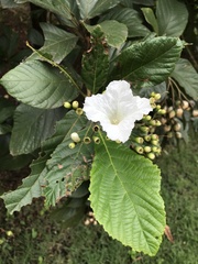 Cordia superba