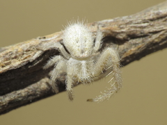 Heriaeus oblongus