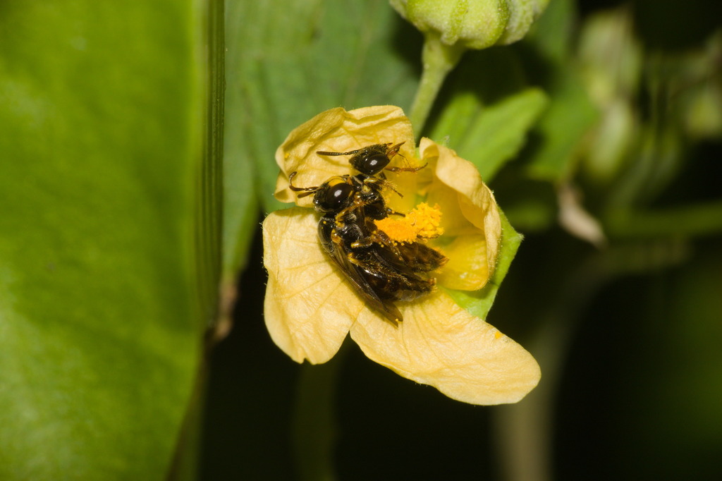 Rhophitulus anomalus