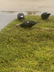 Cairina moschata domestica