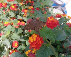 Lepidoptera