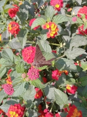 Lepidoptera