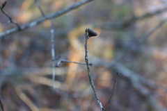Quercus georgiana
