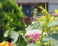 Lepidoptera