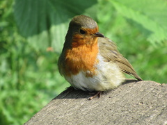 Erithacus rubecula