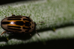 Ischyrus tetragrammus