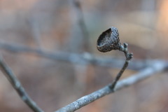 Quercus georgiana