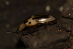 Ischyrus tetragrammus