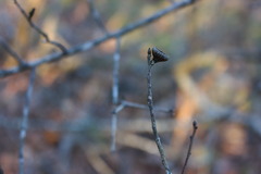 Quercus georgiana