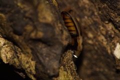 Ischyrus tetragrammus