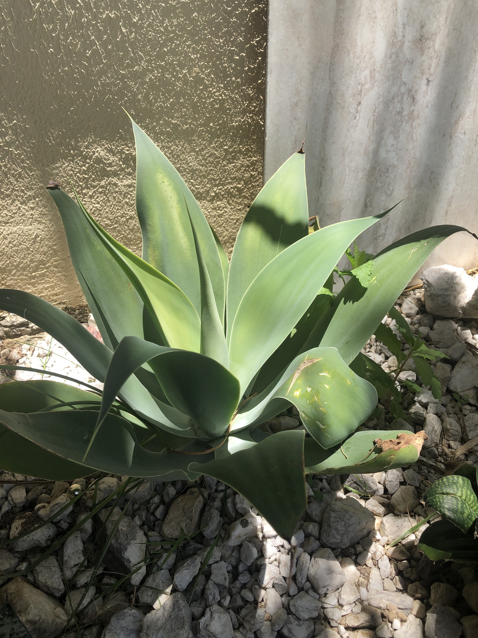 Agave attenuata