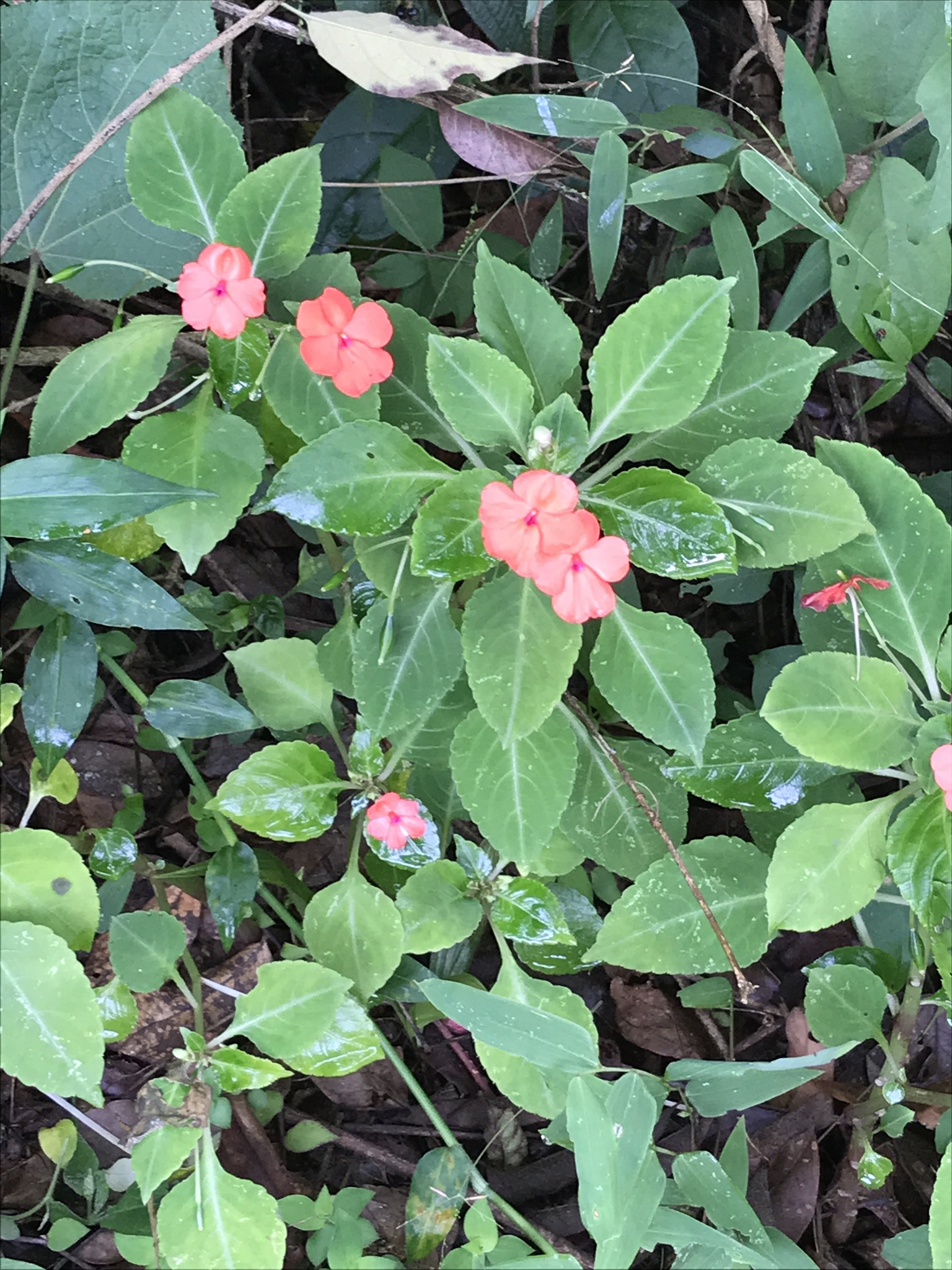 Impatiens walleriana