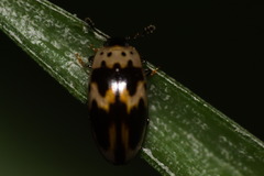 Ischyrus tetragrammus