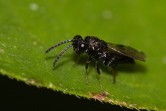 Chalcidoidea