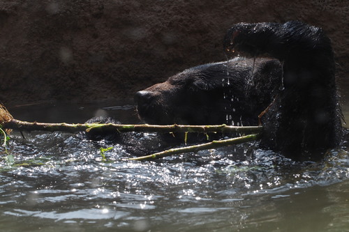 Ursus thibetanus