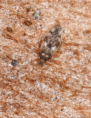 Monosteira unicostata