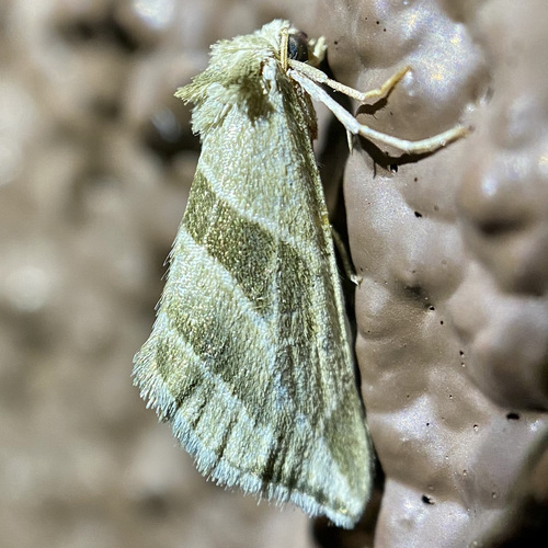 Plagiomimicus tepperi